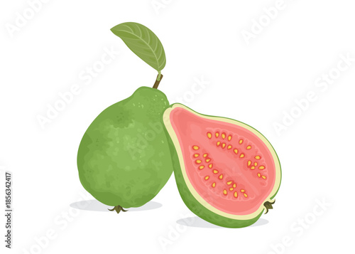 Green guava whole fruit and half stock illustration