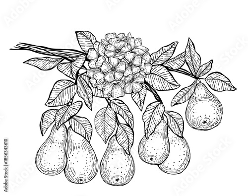 Vector illustration of hand-drawn pears hanging on a branch with leaves and a blooming flower cluster. Elegant vintage linework for coloring books, botanical prints, postcards, and packaging