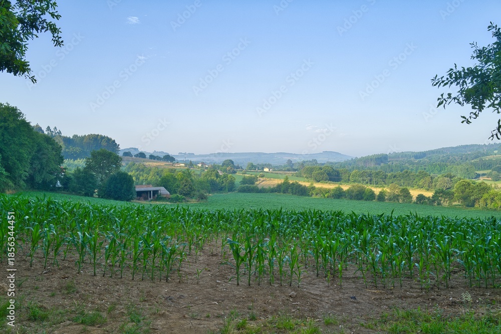 Obraz premium 포도원, 경관, 경작, 와인, 들판, 네이처, sky, 넝쿨, 농장, green, 나무, fra, 포도, 시골, 여름, 농촌, 고개, 식물, 에우로파, 경치, 이탈리아, 국가