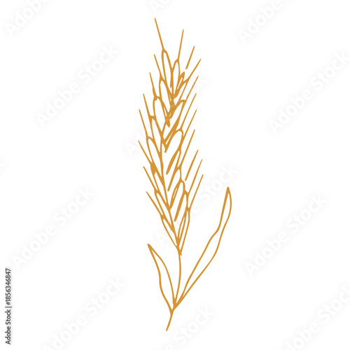 Hand drawn cereal wheat oat rye barley rice ears spikelet clipart Organic wheat bread agriculture farming harvest healthy food Single element for print packaging label design decor