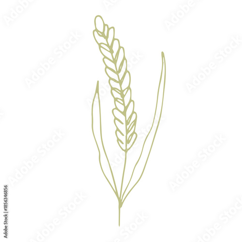 Hand drawn cereal wheat oat rye barley rice ears spikelet clipart Organic wheat bread agriculture farming harvest healthy food Single element for print packaging label design decor