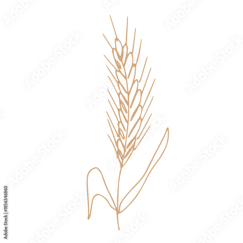 Hand drawn cereal wheat oat rye barley rice ears spikelet clipart Organic wheat bread agriculture farming harvest healthy food Single element for print packaging label design decor