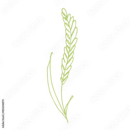 Hand drawn cereal wheat oat rye barley rice ears spikelet clipart Organic wheat bread agriculture farming harvest healthy food Single element for print packaging label design decor