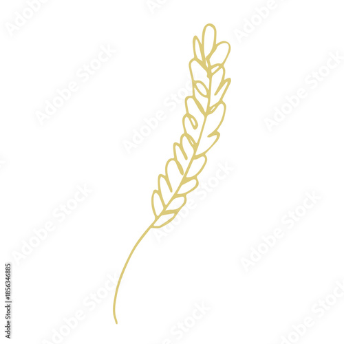 Hand drawn cereal wheat oat rye barley rice ears spikelet clipart Organic wheat bread agriculture farming harvest healthy food Single element for print packaging label design decor
