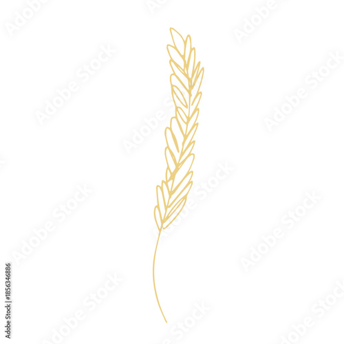 Hand drawn cereal wheat oat rye barley rice ears spikelet clipart Organic wheat bread agriculture farming harvest healthy food Single element for print packaging label design decor