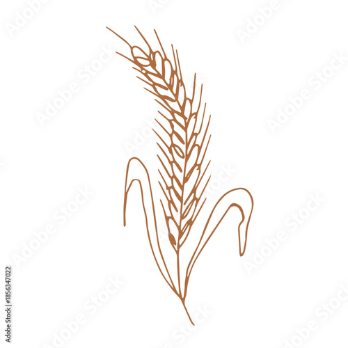 Hand drawn cereal wheat oat rye barley rice ears spikelet clipart Organic wheat bread agriculture farming harvest healthy food Single element for print packaging label design decor