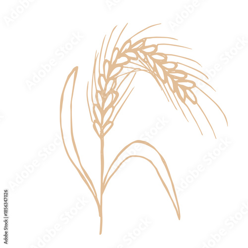 Hand drawn cereal wheat oat rye barley rice ears spikelet clipart Organic wheat bread agriculture farming harvest healthy food Single element for print packaging label design decor