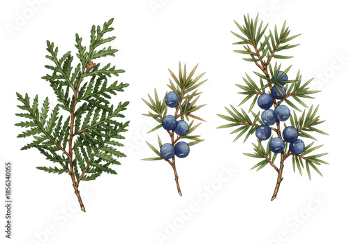 high-precision watercolor botanical illustrations of cedar and juniper branches with leaves, prickly needles, and blue cones, isolated on transparent background. Concept of winter nature study