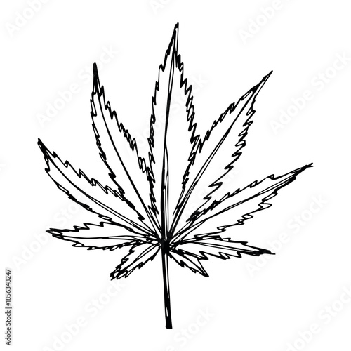 Hand drawn cannabis leaf Medicine marijuana Hemp leaves clipart in doodle style Single element for print, web, design, decor