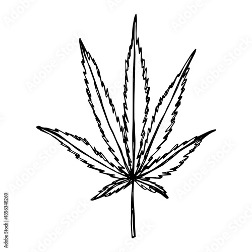 Hand drawn cannabis leaf Medicine marijuana Hemp leaves clipart in doodle style Single element for print, web, design, decor