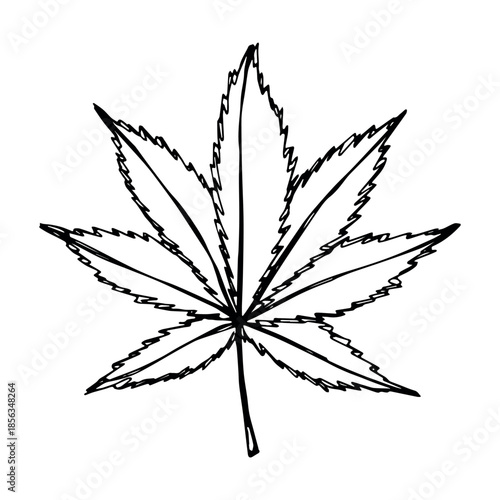 Hand drawn cannabis leaf Medicine marijuana Hemp leaves clipart in doodle style Single element for print, web, design, decor