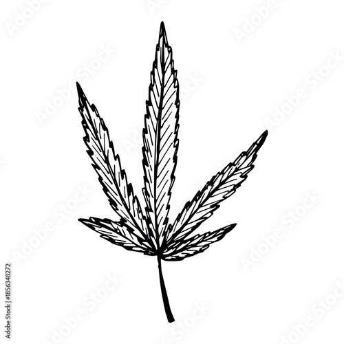 Hand drawn cannabis leaf Medicine marijuana Hemp leaves clipart in doodle style Single element for print, web, design, decor