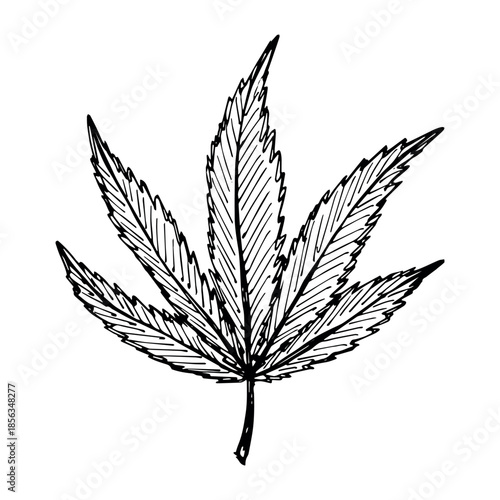 Hand drawn cannabis leaf Medicine marijuana Hemp leaves clipart in doodle style Single element for print, web, design, decor