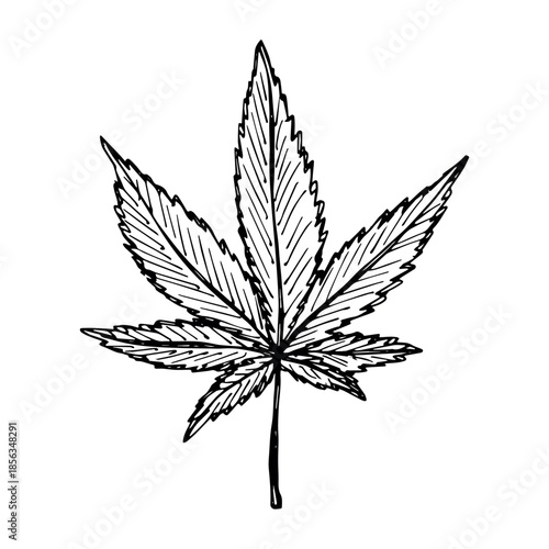 Hand drawn cannabis leaf Medicine marijuana Hemp leaves clipart in doodle style Single element for print, web, design, decor