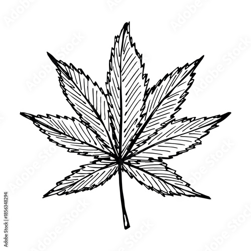 Hand drawn cannabis leaf Medicine marijuana Hemp leaves clipart in doodle style Single element for print, web, design, decor