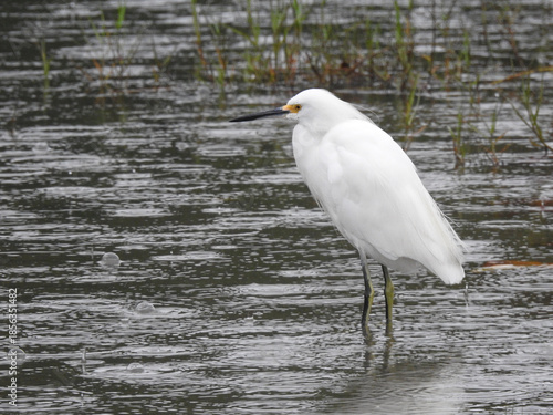 Snowy Egret 2 