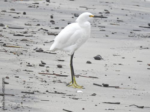 Snowy Egret 1 