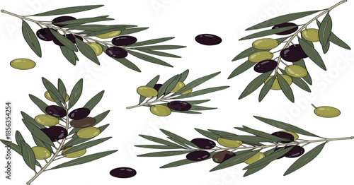 Olive Branches with Green and Black Olives Vector Set Botanical Mediterranean Food Illustration Isolated on White