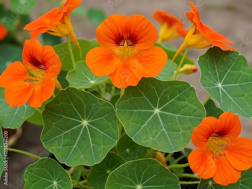 Wallpaper Mural Bright orange nasturtium flowers background Torontodigital.ca