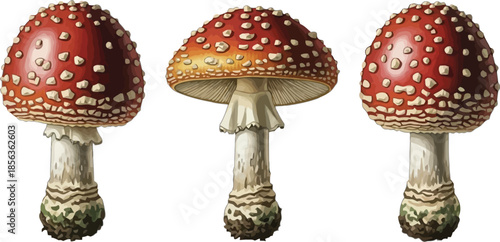 Vibrant fly agaric mushrooms in various stages of growth