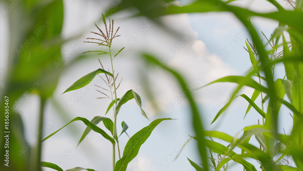 Fototapeta premium A beautiful scene of lush Corn greenery framed by a stunning sky in a picturesque cornfield