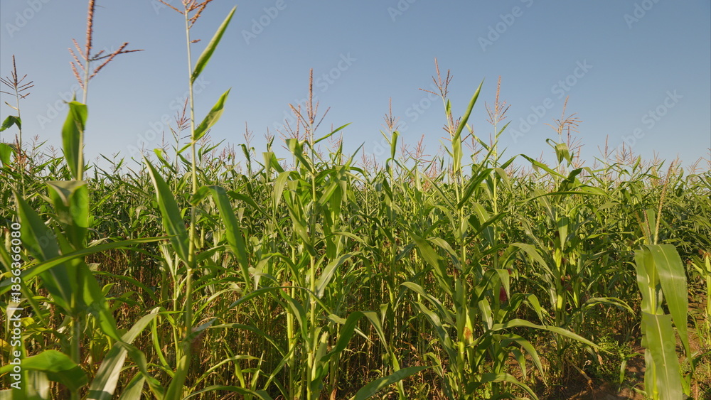 Fototapeta premium A Beautiful, Vibrant Corn Field Found Under a Clear and Bright Blue Sky Above Us