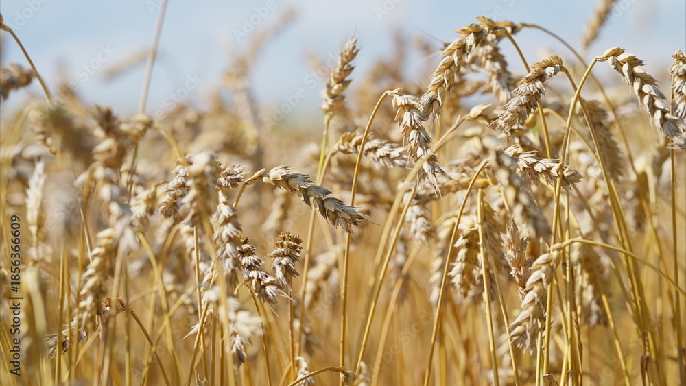 Fototapeta premium Golden Wheat Fields Are Fully Prepared and Ready for the Upcoming Harvest Season