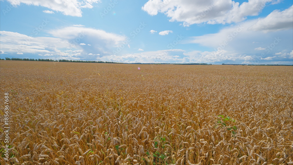 Naklejka premium Expansive Golden Fields Stretching Out Beneath a Bright and Clear Blue Sky Shining Above