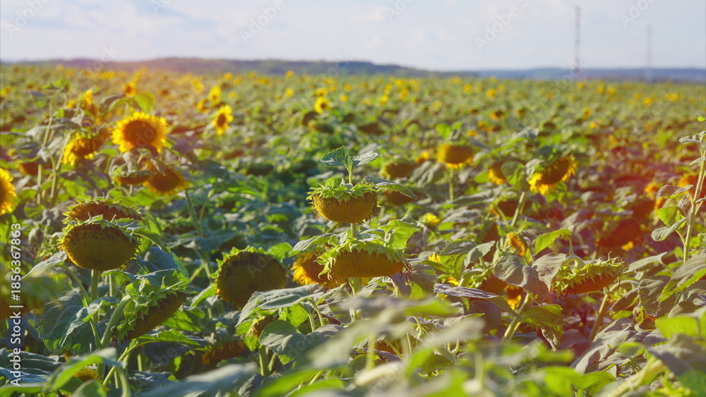 Obraz premium A Truly Vibrant and Colorful Sunflower Field is Stretching Out Beneath Clear and Sunny Skies
