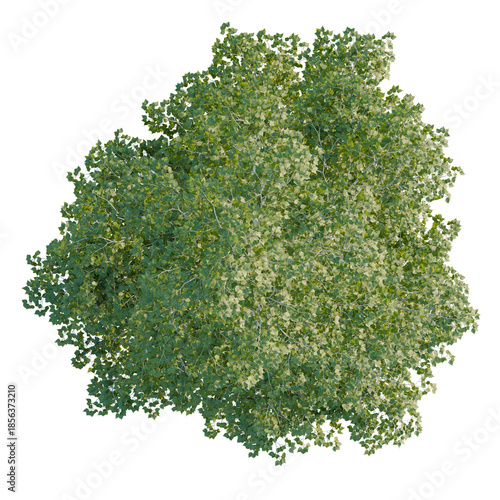 Foto Betula pendula tree plan, top view, 4k png, cutout, isolate, Lush green tree wit