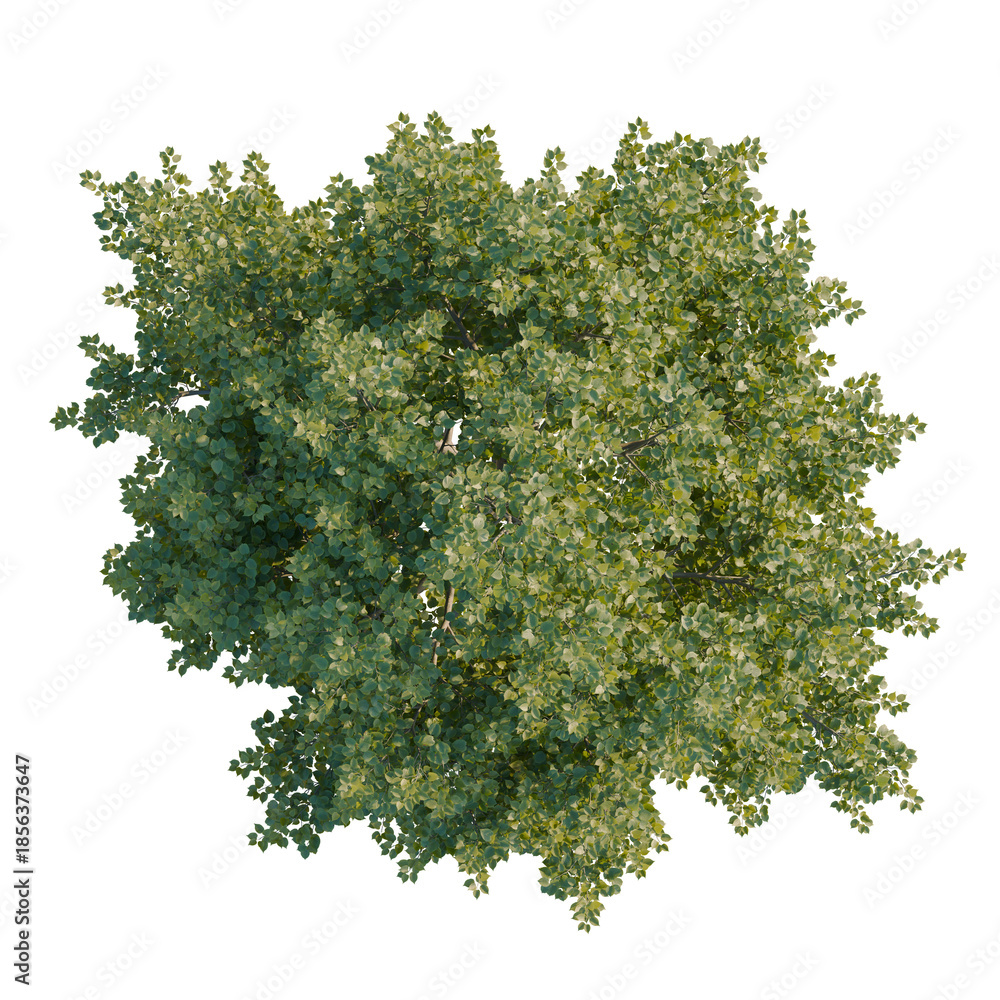 Obraz premium Tilia europaea tree plan, top view, 4k png, cutout, isolate, Lush green tree with dense foliage on transparent background