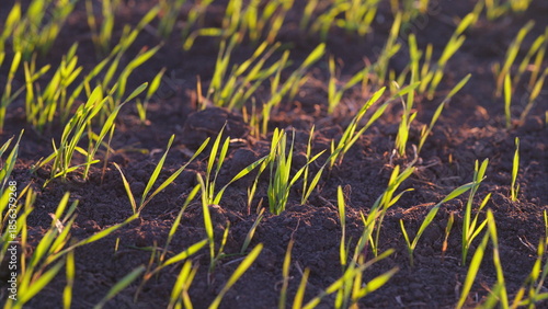Foto Lush and Vibrant Green Rice Seedlings Are Flourishing and Growing in Fertile Soi