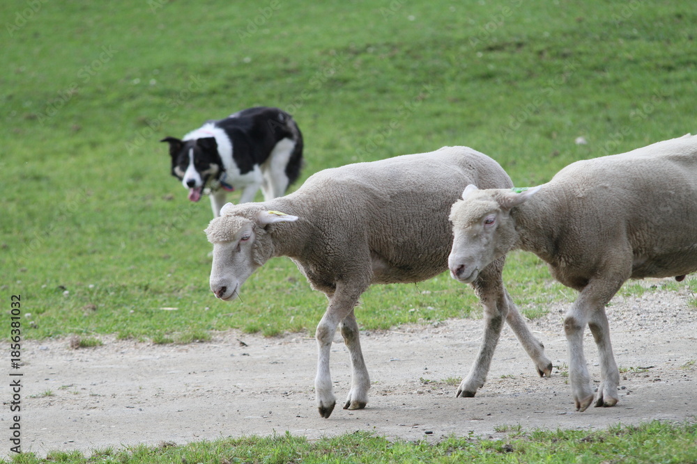 Fototapeta premium Border Collie Herding Sheep on a Farm, Working Dog in Livestock Management
