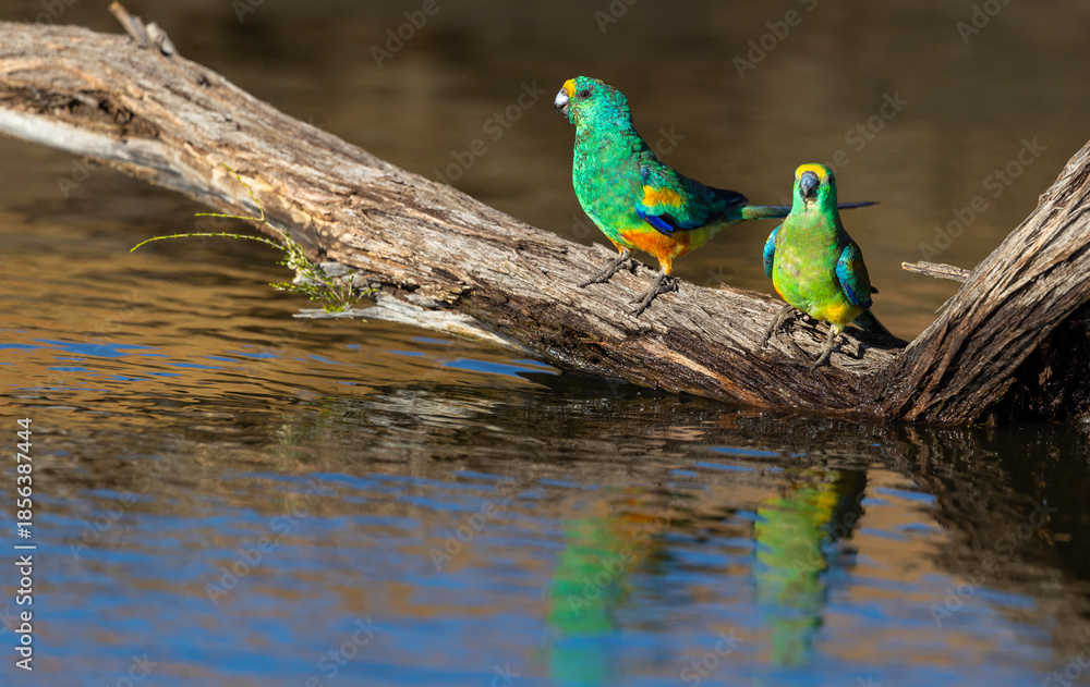 Obraz premium Colourful male and female Mulga Parrot (Psephotellus varius) at a waterhole in the morning sun in the Karara Rangelands of outback Western Australia 