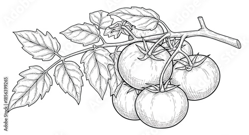 Detailed Monochrome Tomatoes on the Vine - Hand-Drawn Botanical Vegetable Illustration