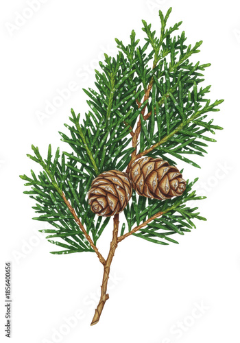 highly detailed watercolor botanical illustration of a western red cedar branch with brown cones and frosty emerald foliage, isolated on a transparent background. serene winter holiday concept