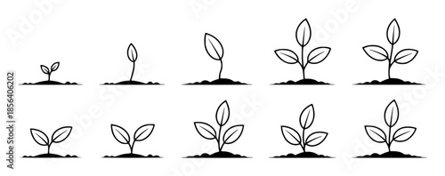 Seedling growth stages from sprout to plant in black and white leaf