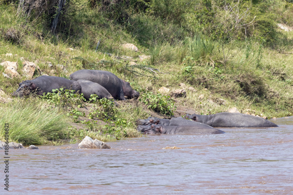 Fototapeta premium Pod of hippos sunning themselves on the banks of the Mara river in the Masai Mara National Park in Kenya Africa KEN