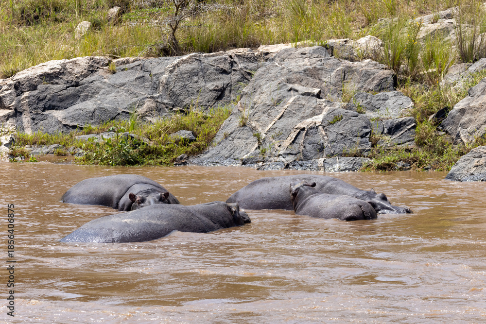 Fototapeta premium Hippo pod in the Mara river in the Masai Mara National Park in Kenya Africa KEN