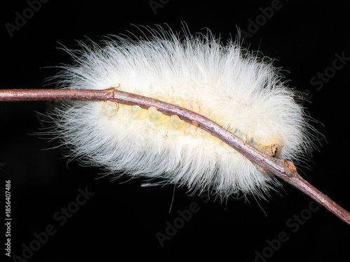 White, fuzzy puss caterpillar, which is the larval stage of a flannel moth (genus Megalopyge). In Costa Rica, known locally as 