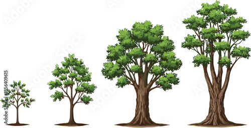 Tree growth stages illustration, plant life cycle development, small to mature tree evolution, nature ecology vector concept