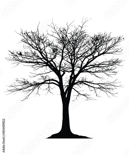 Nature’s architecture. OR Finding beauty in the silhouette.