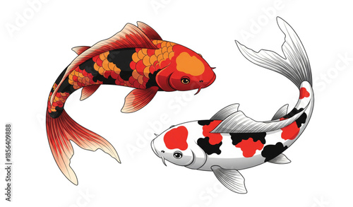 Decorative koi carp fishes vector illustration with flowing fins isolated on white background