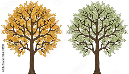 Two deciduous trees with autumn yellow foliage and green summer leaves, detailed vector illustration isolated on white