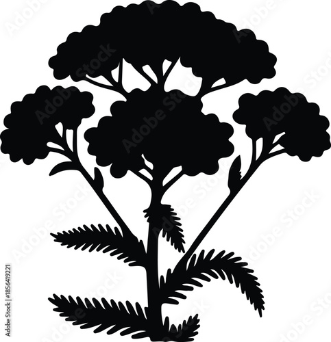 Silhouette Botanical Yarrow Wildflower Plant Outline Minimalist Graphic Design Vector Illustration