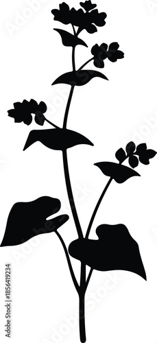 Silhouette Buckwheat Plant with Flowers and Leaves Botanical Vector Illustration