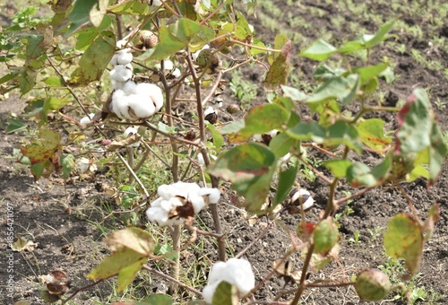 Image of cotton boll ready for harvest