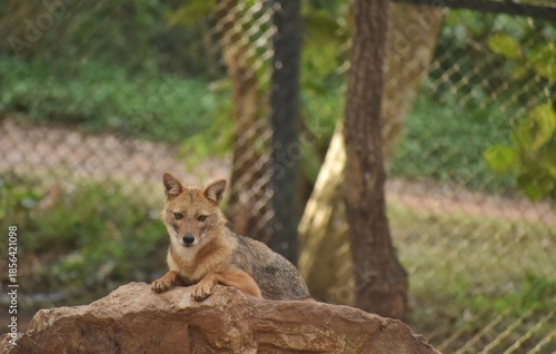Image of a golden Jackal resting on a Stone