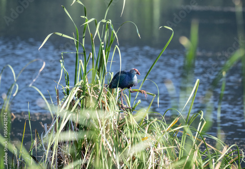 A beautiful lesser sultanka eating grass in a swamp near Hua Hin, Thailand.