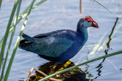 Tableau sur toile A beautiful lesser sultanka eating grass in a swamp near Hua Hin, Thailand